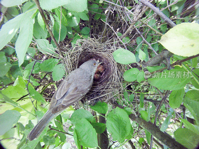 斑林莺(Sylvia nisoria)。巢的鸟